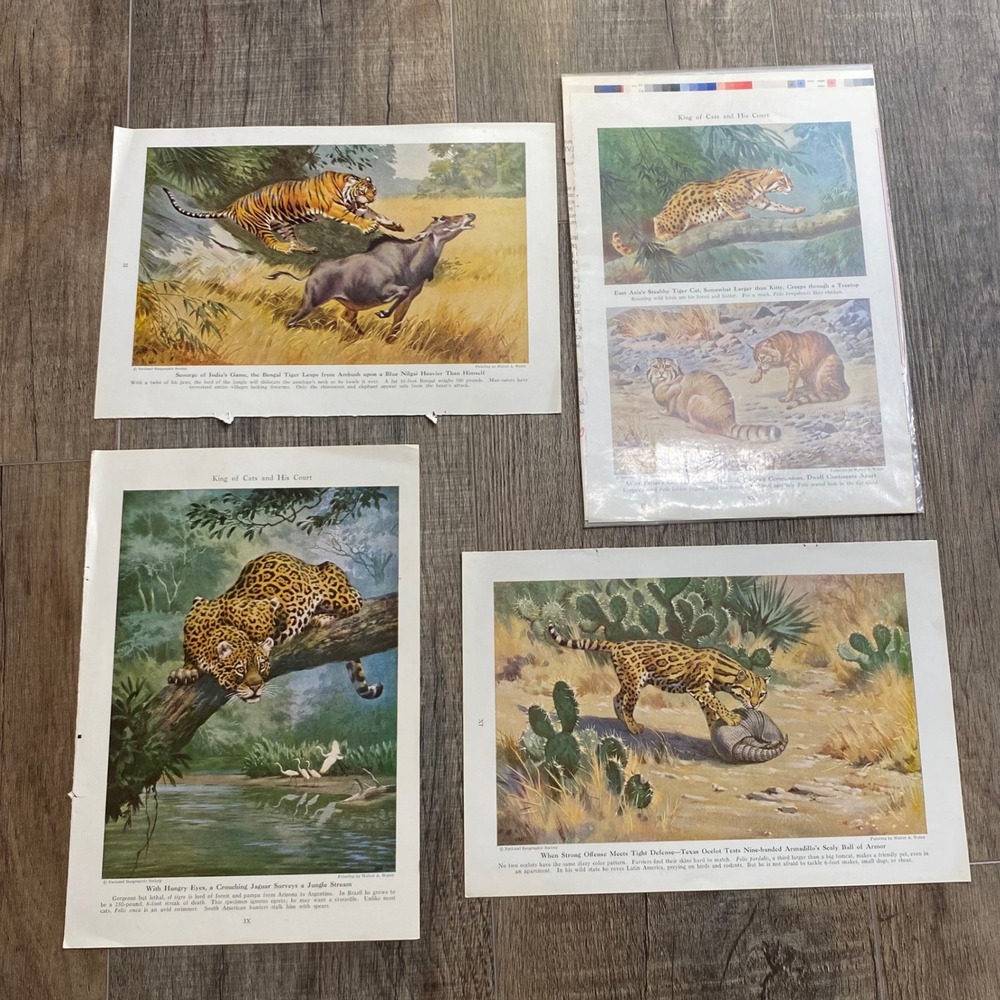 Vintage National Geographic Wild Cat Art Prints Walter A Weber Tiger Jaguar 4pc